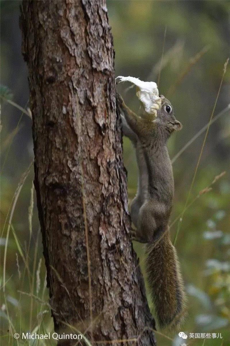 小松鼠居然会自己晒蘑菇干吃，胖胖企鹅也有大长腿，好吧这波动物你们赢了...