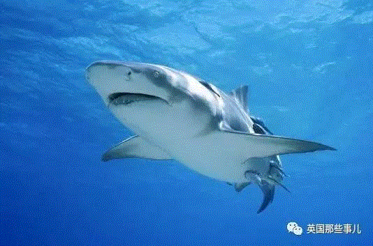 小松鼠居然会自己晒蘑菇干吃，胖胖企鹅也有大长腿，好吧这波动物你们赢了...