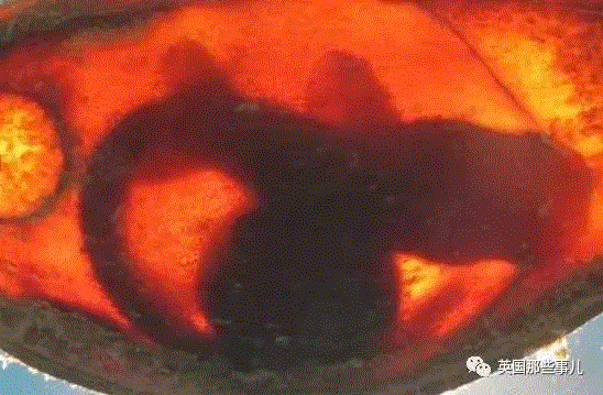 小松鼠居然会自己晒蘑菇干吃，胖胖企鹅也有大长腿，好吧这波动物你们赢了...