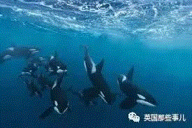 小松鼠居然会自己晒蘑菇干吃，胖胖企鹅也有大长腿，好吧这波动物你们赢了...