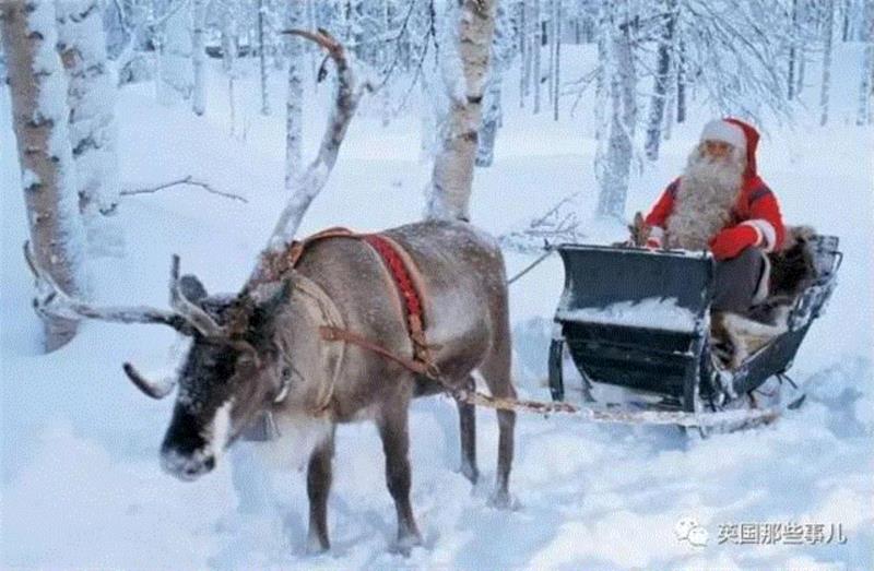小松鼠居然会自己晒蘑菇干吃，胖胖企鹅也有大长腿，好吧这波动物你们赢了...