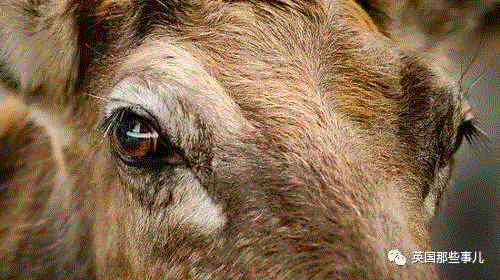 小松鼠居然会自己晒蘑菇干吃，胖胖企鹅也有大长腿，好吧这波动物你们赢了...