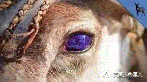 小松鼠居然会自己晒蘑菇干吃，胖胖企鹅也有大长腿，好吧这波动物你们赢了...