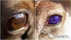 小松鼠居然会自己晒蘑菇干吃，胖胖企鹅也有大长腿，好吧这波动物你们赢了...