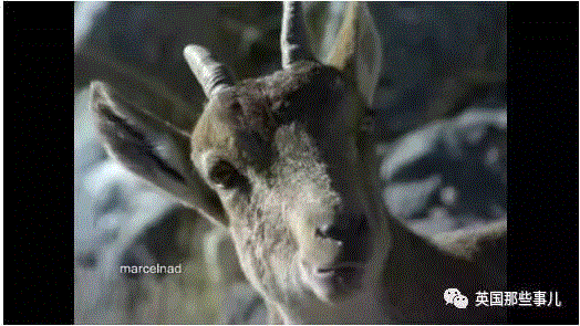 小松鼠居然会自己晒蘑菇干吃，胖胖企鹅也有大长腿，好吧这波动物你们赢了...