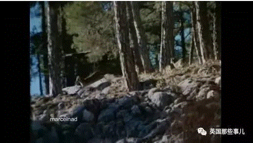 小松鼠居然会自己晒蘑菇干吃，胖胖企鹅也有大长腿，好吧这波动物你们赢了...