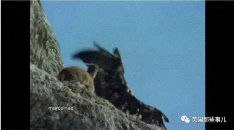 小松鼠居然会自己晒蘑菇干吃，胖胖企鹅也有大长腿，好吧这波动物你们赢了...