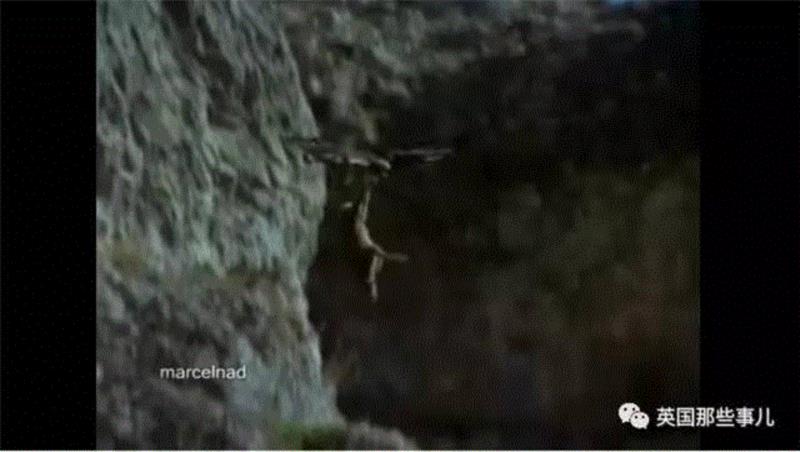 小松鼠居然会自己晒蘑菇干吃，胖胖企鹅也有大长腿，好吧这波动物你们赢了...