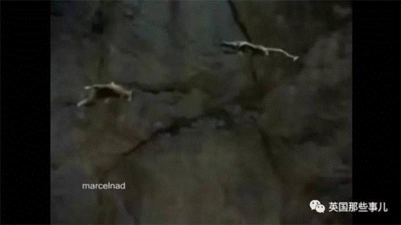 小松鼠居然会自己晒蘑菇干吃，胖胖企鹅也有大长腿，好吧这波动物你们赢了...