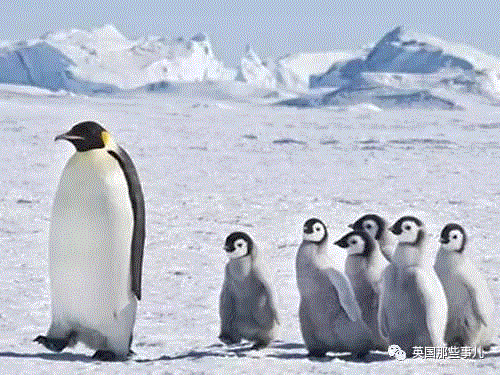 小松鼠居然会自己晒蘑菇干吃，胖胖企鹅也有大长腿，好吧这波动物你们赢了...