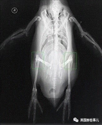 小松鼠居然会自己晒蘑菇干吃，胖胖企鹅也有大长腿，好吧这波动物你们赢了...