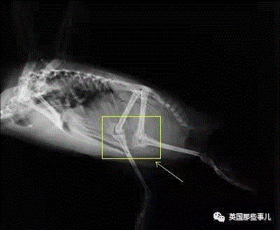 小松鼠居然会自己晒蘑菇干吃，胖胖企鹅也有大长腿，好吧这波动物你们赢了...