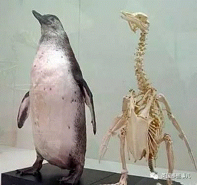 小松鼠居然会自己晒蘑菇干吃，胖胖企鹅也有大长腿，好吧这波动物你们赢了...