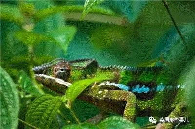 小松鼠居然会自己晒蘑菇干吃，胖胖企鹅也有大长腿，好吧这波动物你们赢了...