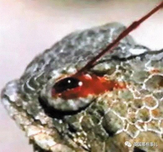 小松鼠居然会自己晒蘑菇干吃，胖胖企鹅也有大长腿，好吧这波动物你们赢了...