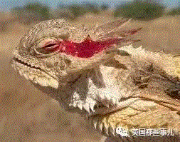 小松鼠居然会自己晒蘑菇干吃，胖胖企鹅也有大长腿，好吧这波动物你们赢了...