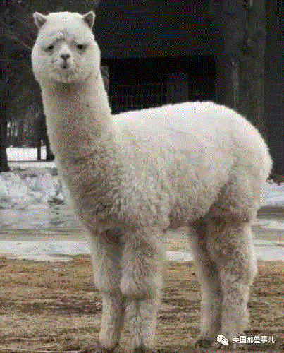 小松鼠居然会自己晒蘑菇干吃，胖胖企鹅也有大长腿，好吧这波动物你们赢了...