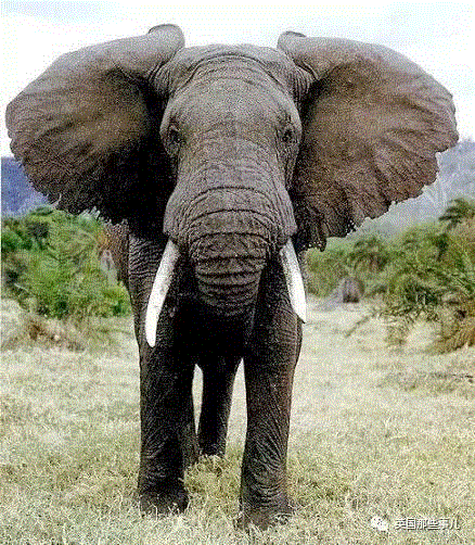 小松鼠居然会自己晒蘑菇干吃，胖胖企鹅也有大长腿，好吧这波动物你们赢了...