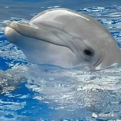 小松鼠居然会自己晒蘑菇干吃，胖胖企鹅也有大长腿，好吧这波动物你们赢了...