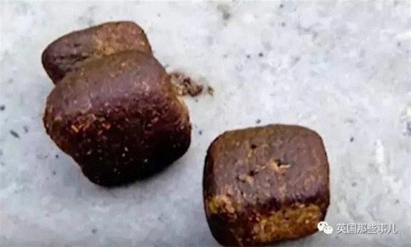 小松鼠居然会自己晒蘑菇干吃，胖胖企鹅也有大长腿，好吧这波动物你们赢了...