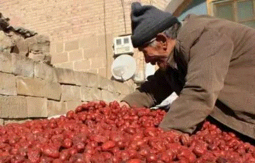 小松鼠居然会自己晒蘑菇干吃，胖胖企鹅也有大长腿，好吧这波动物你们赢了...