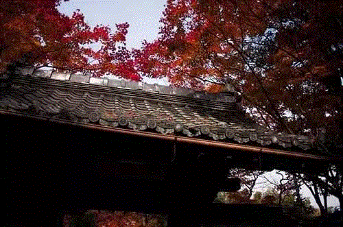 文化 ▎日本禅宗的流派及开祖