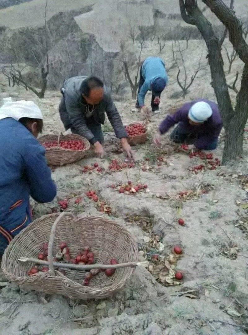 山西枣农面临的一场大考！最后10天，枣子卖不完就喂牛羊了！这是一份爱心接力，需要您传递！