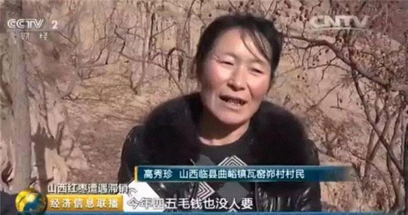 山西枣农面临的一场大考！最后10天，枣子卖不完就喂牛羊了！这是一份爱心接力，需要您传递！