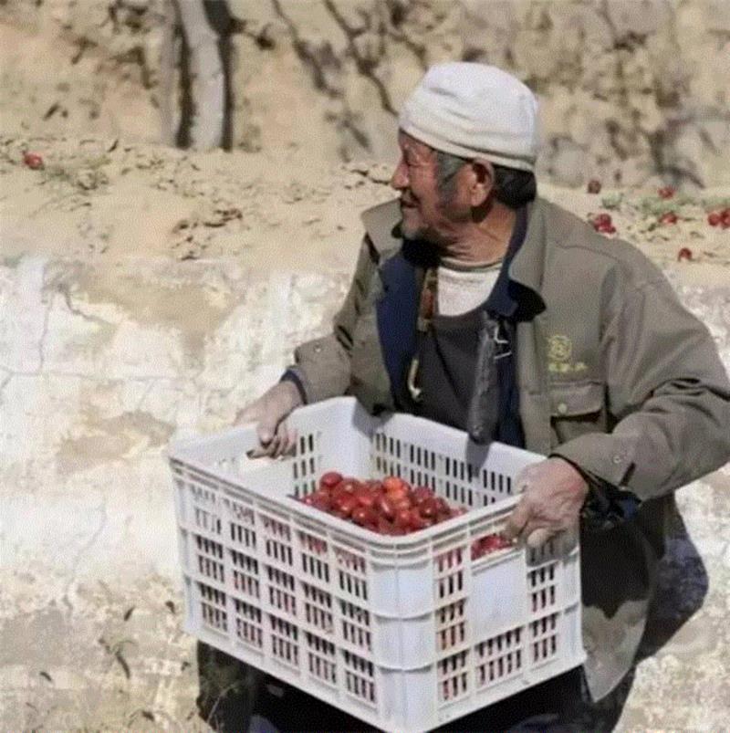 山西枣农面临的一场大考！最后10天，枣子卖不完就喂牛羊了！这是一份爱心接力，需要您传递！