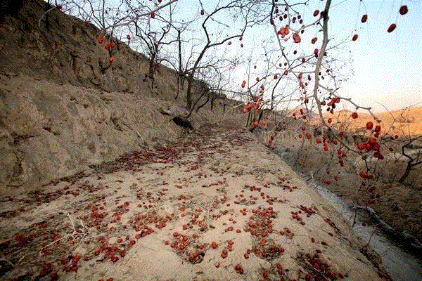 山西枣农面临的一场大考！最后10天，枣子卖不完就喂牛羊了！这是一份爱心接力，需要您传递！