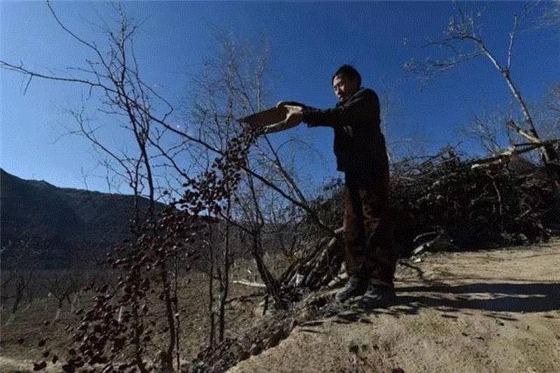 山西枣农面临的一场大考！最后10天，枣子卖不完就喂牛羊了！这是一份爱心接力，需要您传递！