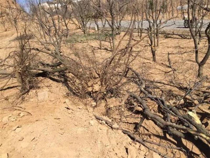 山西枣农面临的一场大考！最后10天，枣子卖不完就喂牛羊了！这是一份爱心接力，需要您传递！