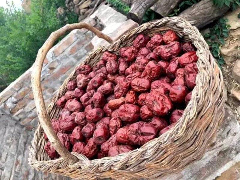 山西枣农面临的一场大考！最后10天，枣子卖不完就喂牛羊了！这是一份爱心接力，需要您传递！