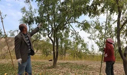 山西枣农面临的一场大考！最后10天，枣子卖不完就喂牛羊了！这是一份爱心接力，需要您传递！