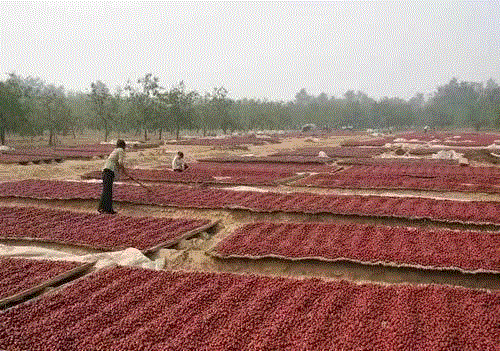 山西枣农面临的一场大考！最后10天，枣子卖不完就喂牛羊了！这是一份爱心接力，需要您传递！