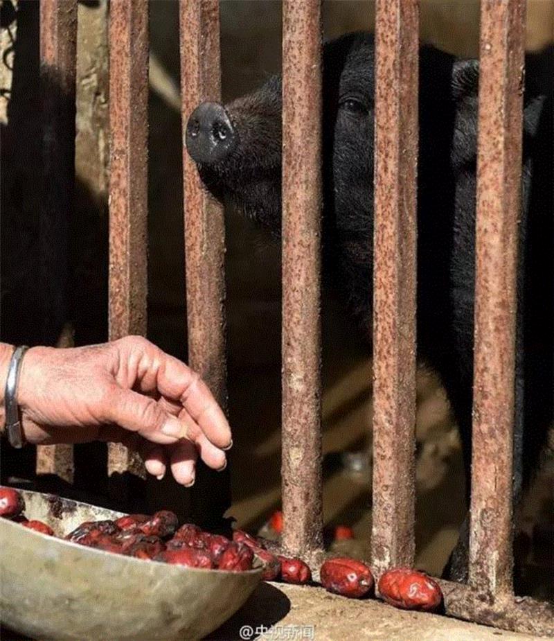 山西枣农面临的一场大考！最后10天，枣子卖不完就喂牛羊了！这是一份爱心接力，需要您传递！