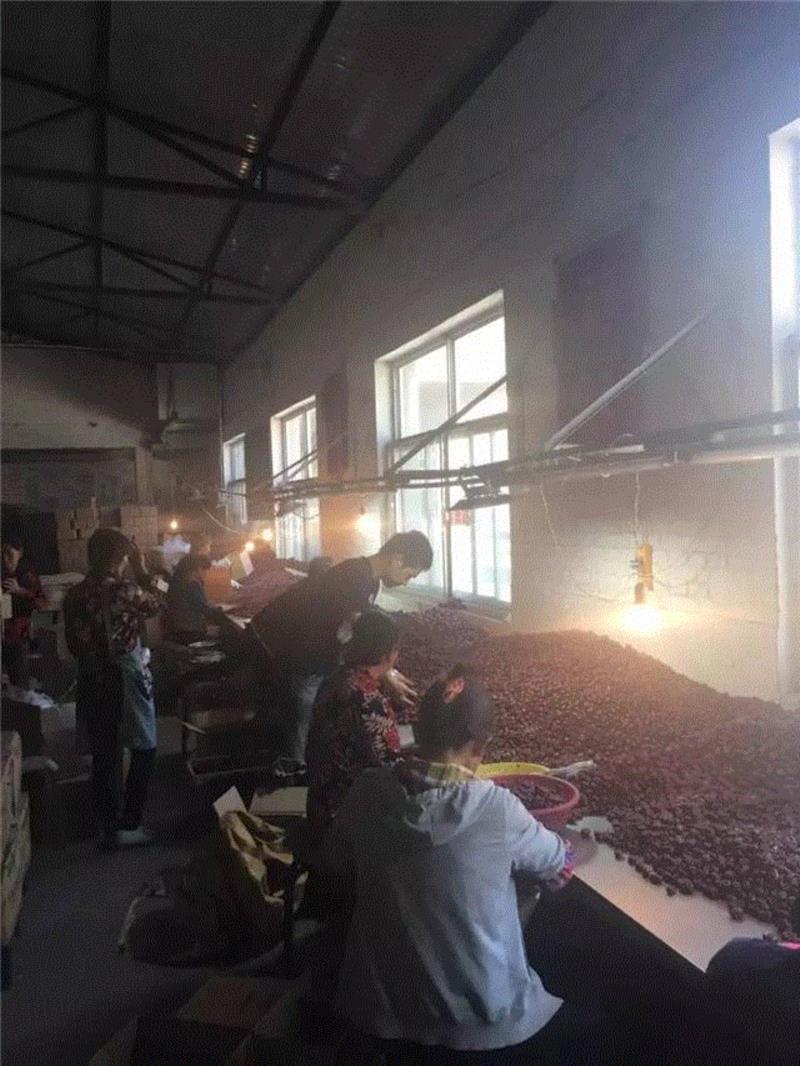 山西枣农面临的一场大考！最后10天，枣子卖不完就喂牛羊了！这是一份爱心接力，需要您传递！