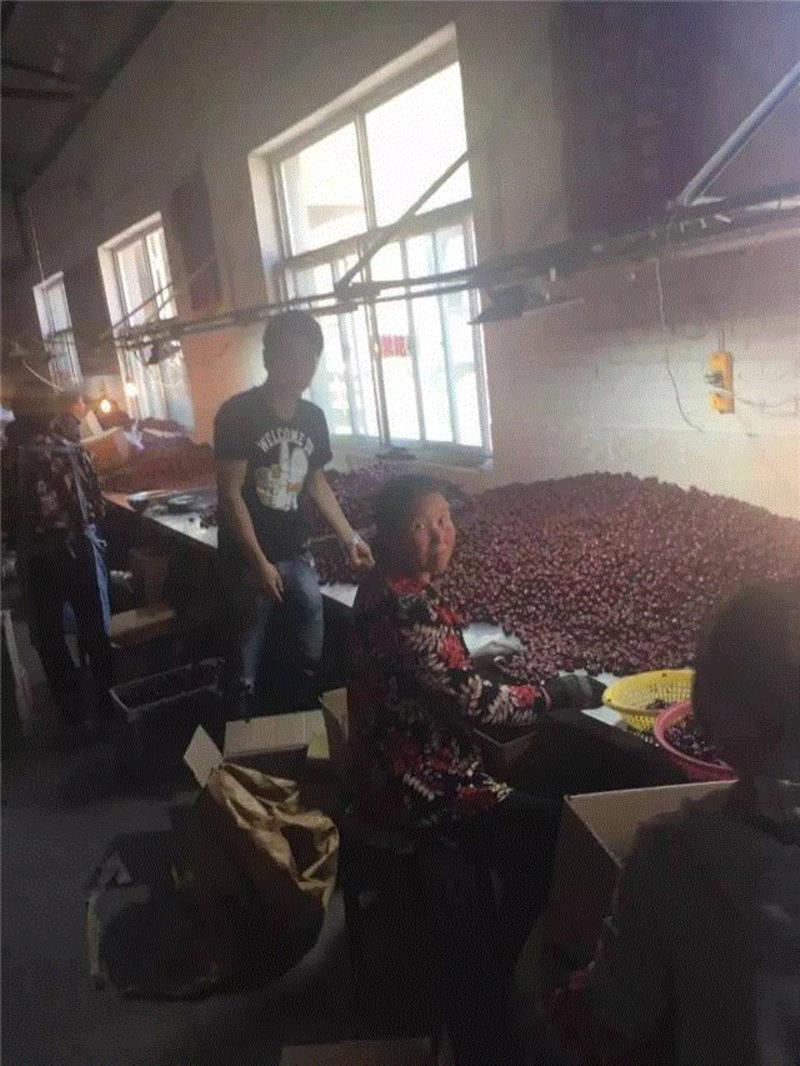 山西枣农面临的一场大考！最后10天，枣子卖不完就喂牛羊了！这是一份爱心接力，需要您传递！