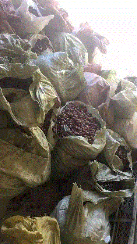 山西枣农面临的一场大考！最后10天，枣子卖不完就喂牛羊了！这是一份爱心接力，需要您传递！