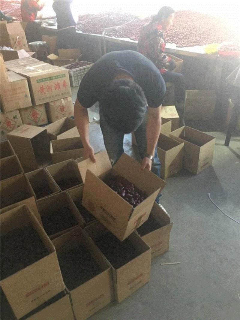 山西枣农面临的一场大考！最后10天，枣子卖不完就喂牛羊了！这是一份爱心接力，需要您传递！