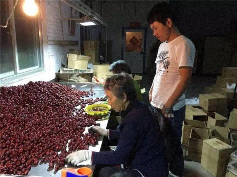 山西枣农面临的一场大考！最后10天，枣子卖不完就喂牛羊了！这是一份爱心接力，需要您传递！