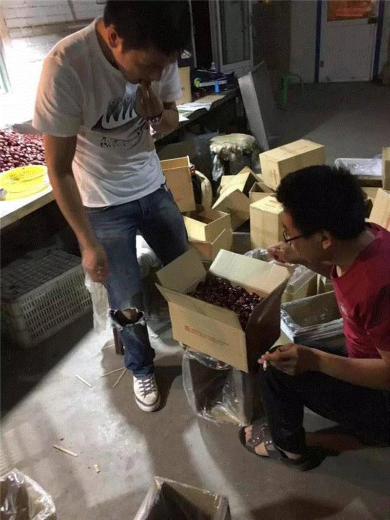 山西枣农面临的一场大考！最后10天，枣子卖不完就喂牛羊了！这是一份爱心接力，需要您传递！