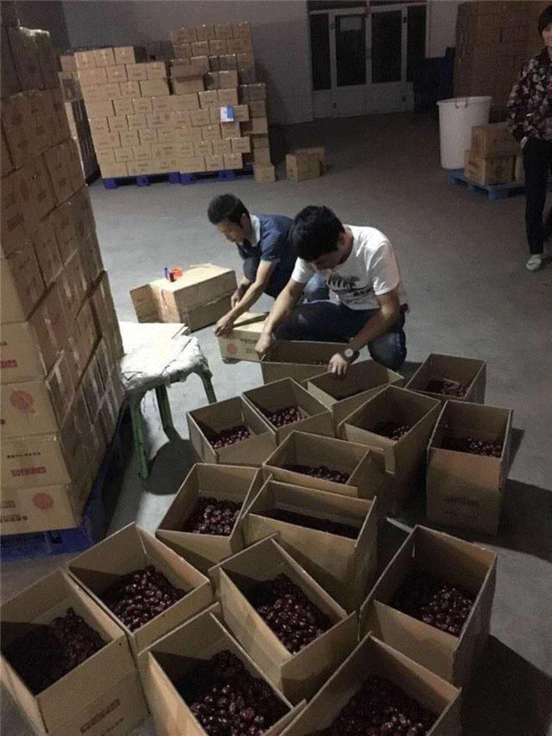 山西枣农面临的一场大考！最后10天，枣子卖不完就喂牛羊了！这是一份爱心接力，需要您传递！