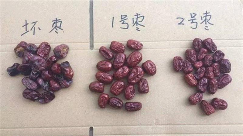 山西枣农面临的一场大考！最后10天，枣子卖不完就喂牛羊了！这是一份爱心接力，需要您传递！