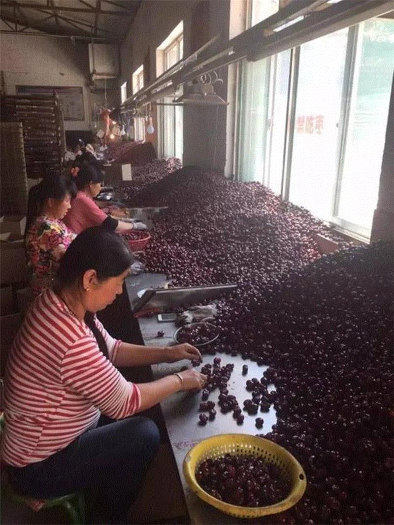 山西枣农面临的一场大考！最后10天，枣子卖不完就喂牛羊了！这是一份爱心接力，需要您传递！