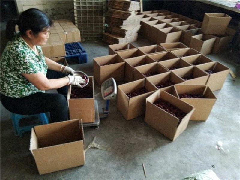 山西枣农面临的一场大考！最后10天，枣子卖不完就喂牛羊了！这是一份爱心接力，需要您传递！