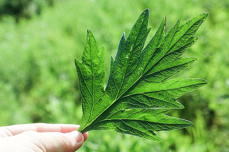 夏季祛湿补气，从源头开始