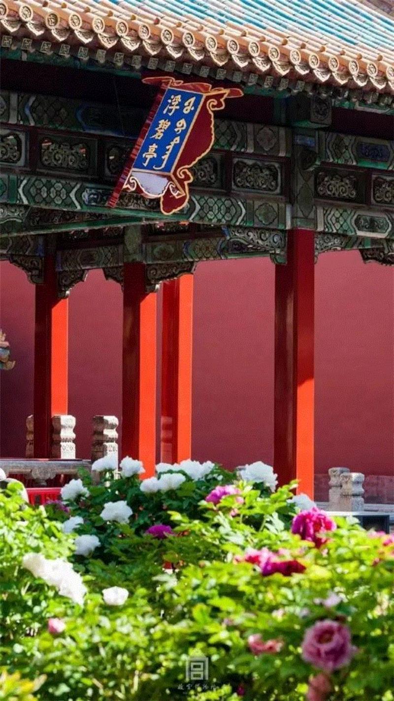 一开花，故宫就美成了御花园！