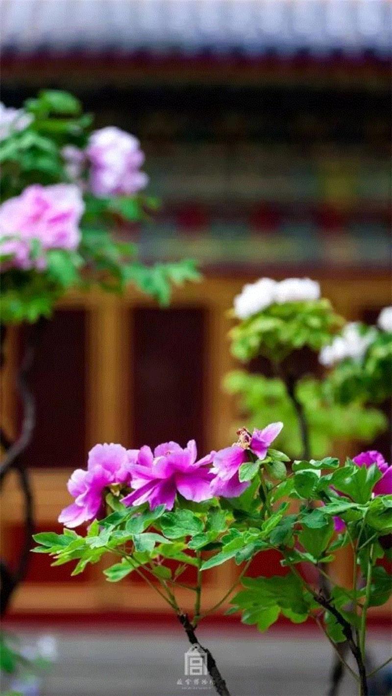 一开花，故宫就美成了御花园！