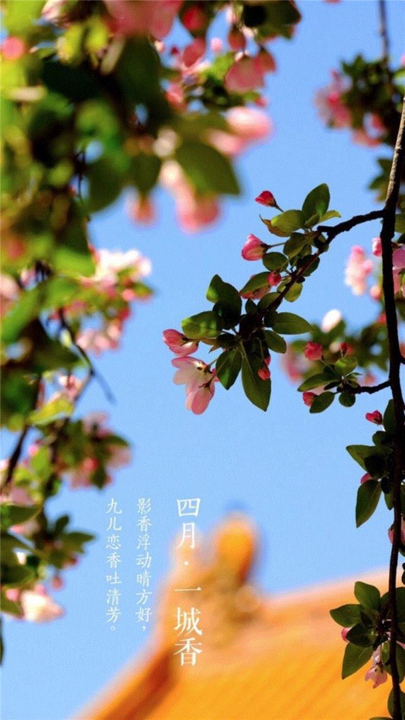 一开花，故宫就美成了御花园！